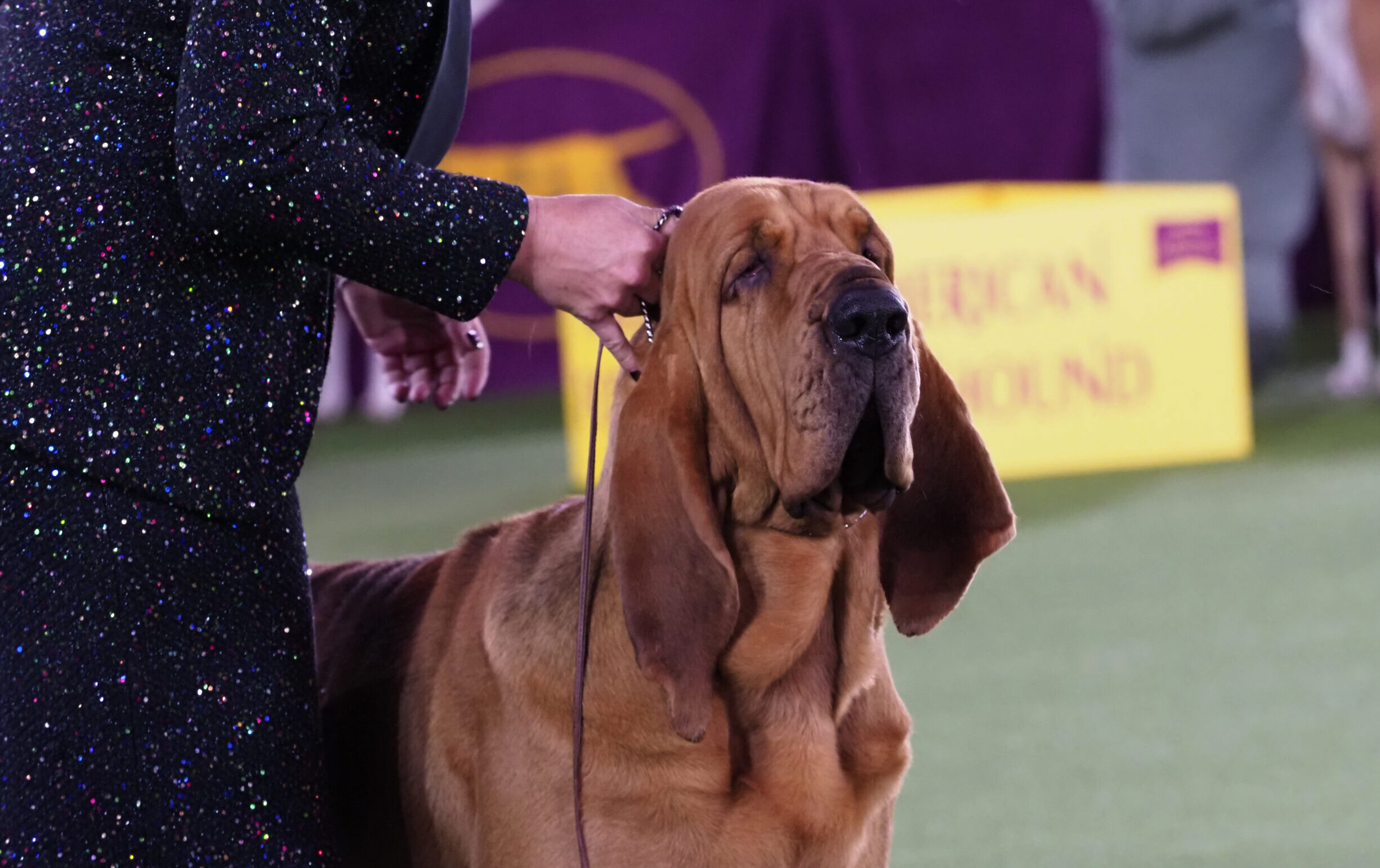 A Bloodhound from St. Joseph wins at the Westminster Kennel Club