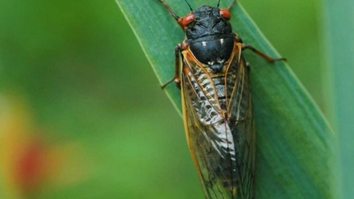 Best of: 2 broods of cicadas to cross paths again after 221 years