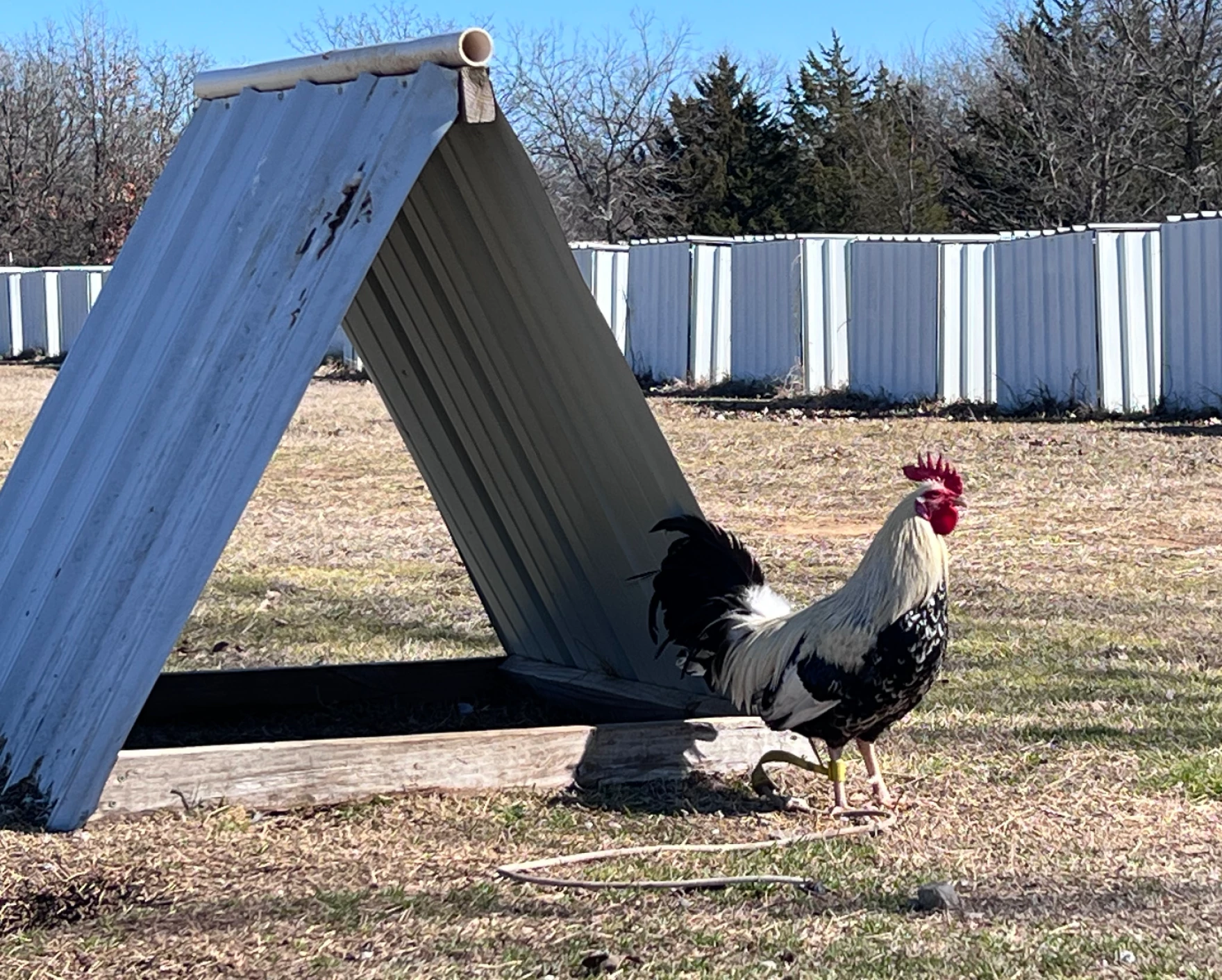Raising Roosters: A Lucrative Business with Controversial Consequences