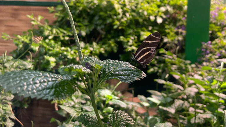 A Zebra Longwing butterfly is on leaf. There are flowers and more greenery behind the butterfly.