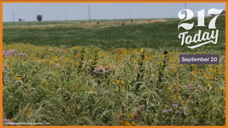 217 Today: Farmers embrace prairie strips to revitalize agriculture and enhance ecosystems