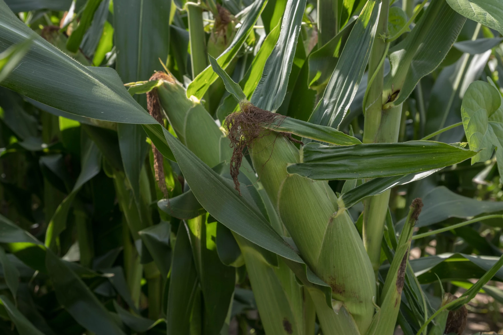 Ears of corn in a field in Iowa. 