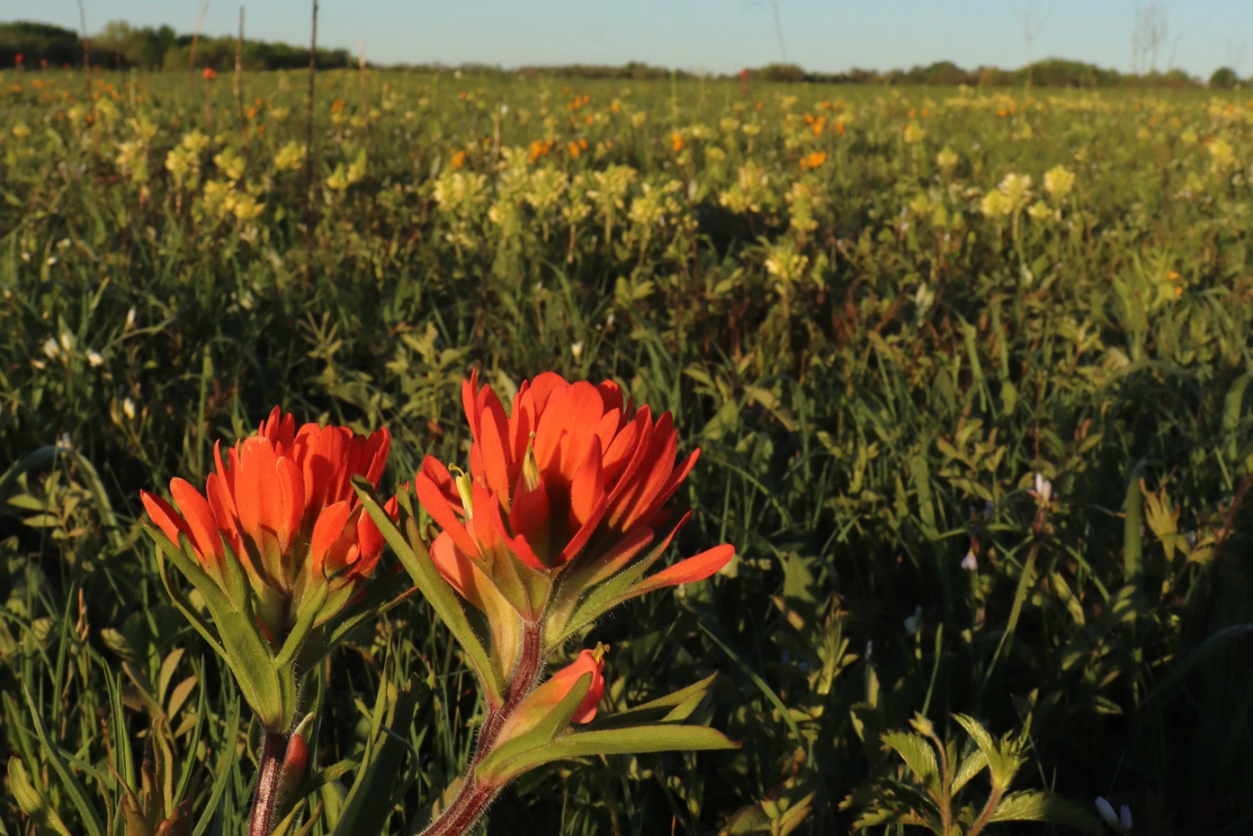 flowers on the prairie