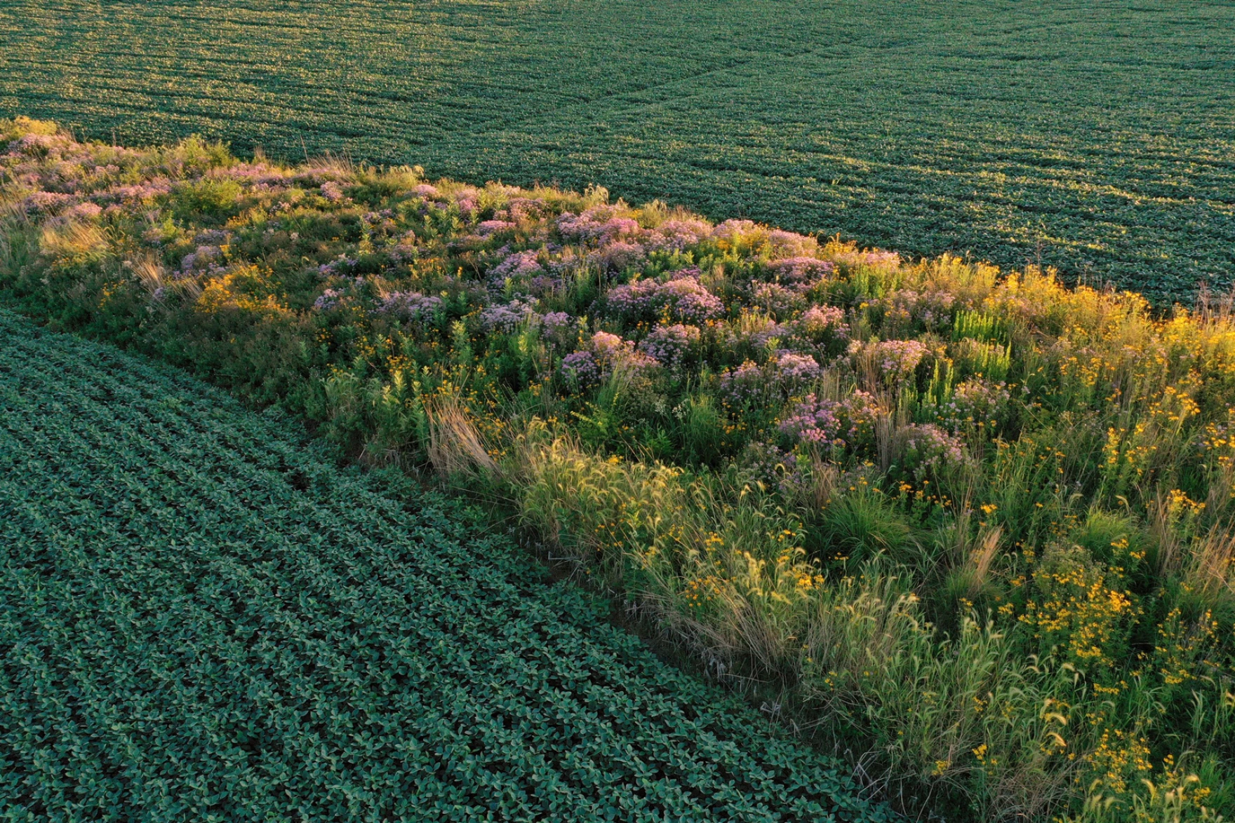 overview of prairie