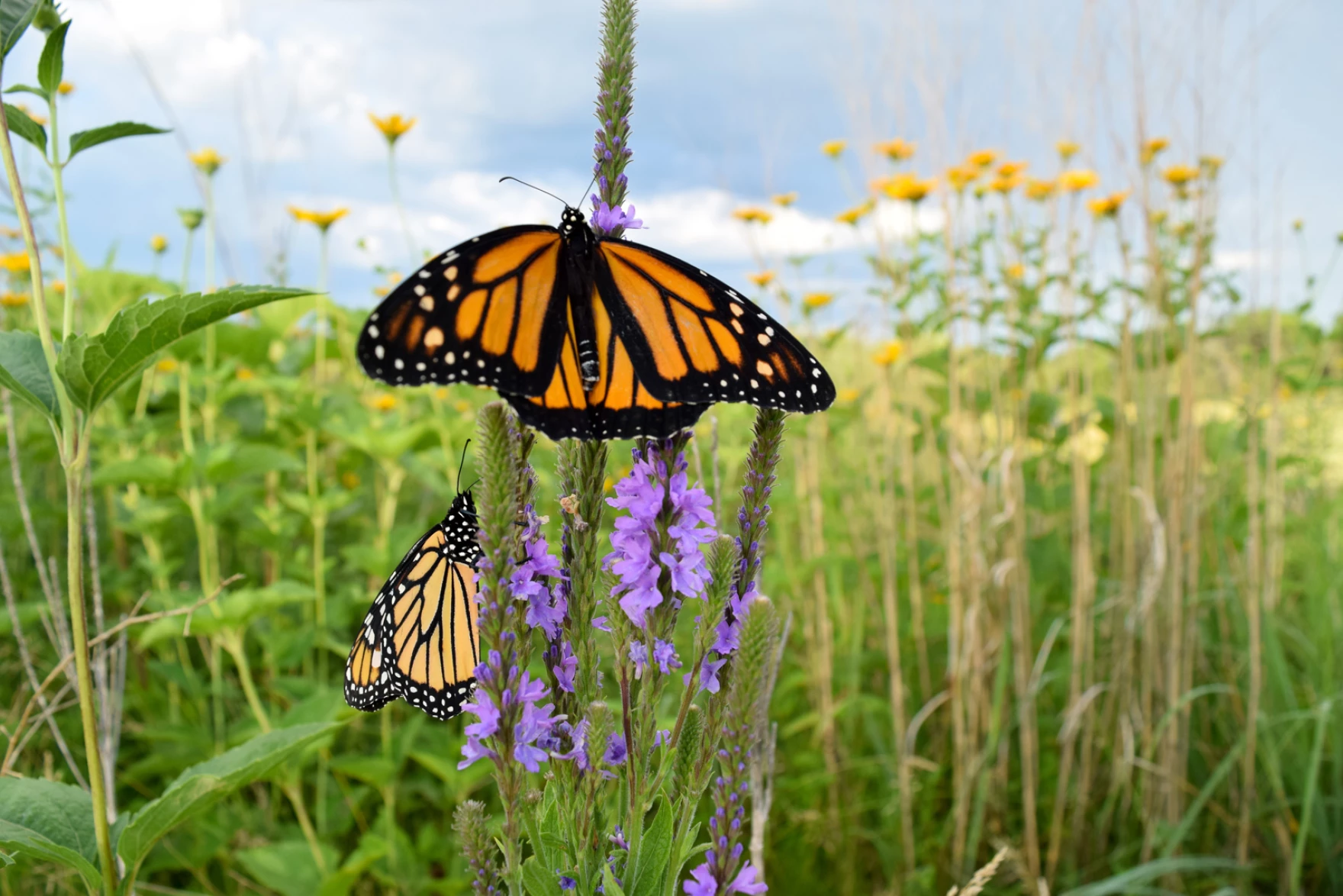 monarch butterflies on prairie