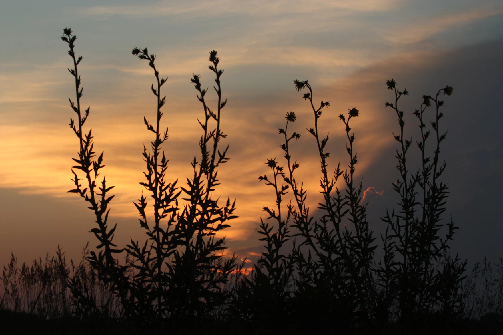 prairie sunset