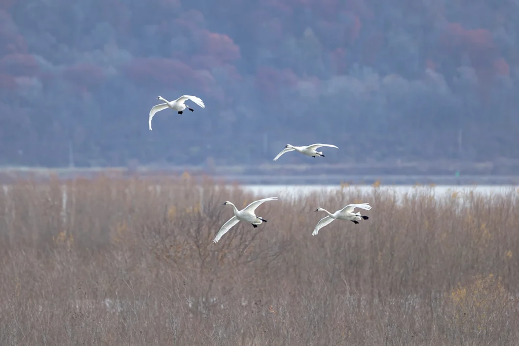 Mississippi River animals 