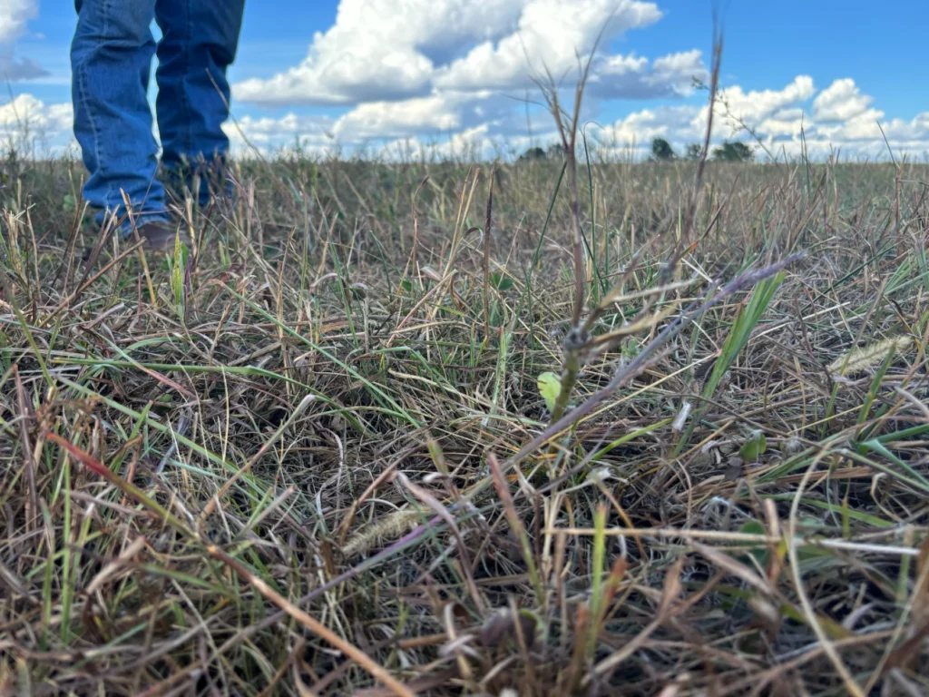 walking on grass