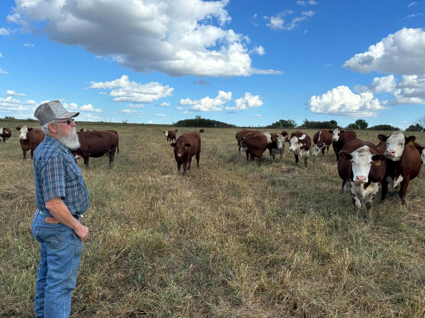 farmer cattle