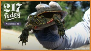 A hand covered in a fabric glove holds up a turtle.