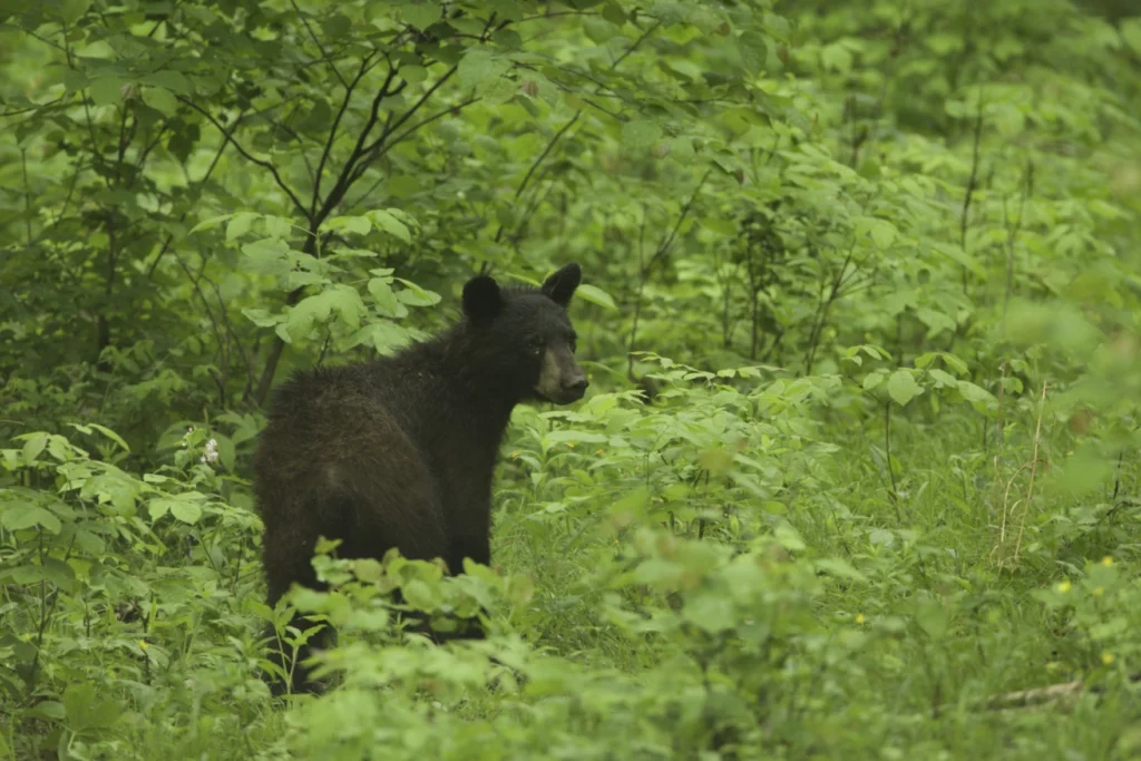 bear in the woods