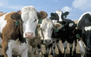 Cows stand in a field with green tags attached to their ears.