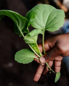 Collard Greens