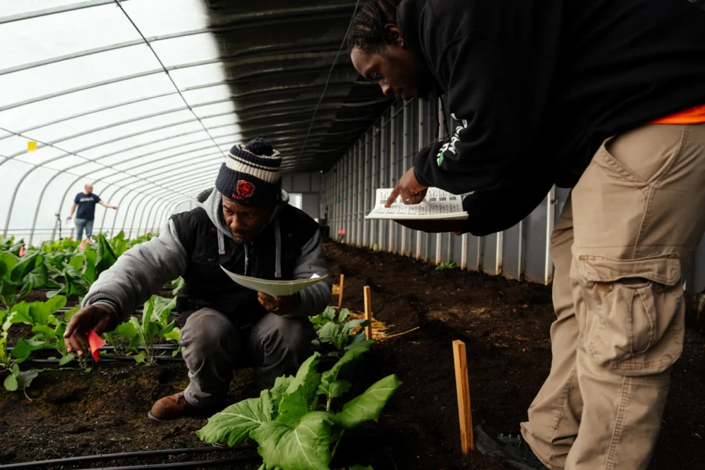 planting collard greens