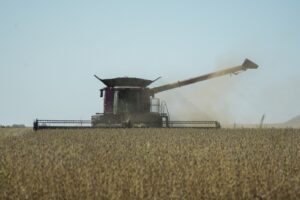 A combine harvests soybeans.
