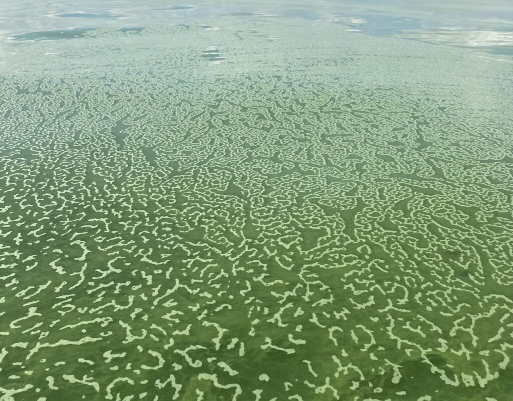 A harmful algal bloom captured on Lake Erie during weekly monitoring.