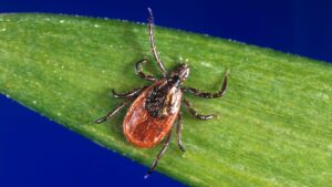 a blacklegged tick on a blade of grass