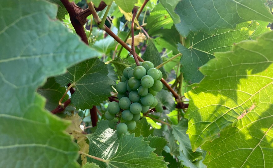 A bushel of wine grapes.