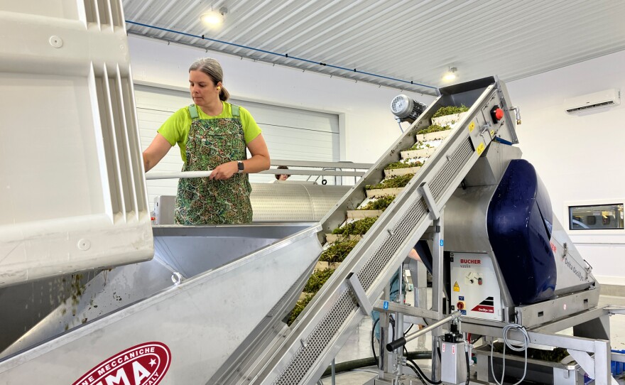 A woman drags grapes into an elevator and towards a grape press.