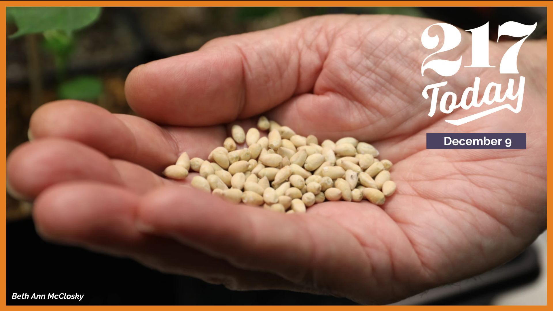 217 Today: Cottonseeds are loaded with protein. Could these seeds become a new food source?