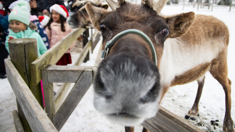 More than a holiday tradition: Reindeer are a way of life at the Hardy ranch in Rantoul