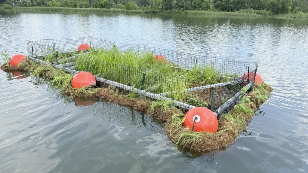 The floating wetland shortly after installation in Lake Decatur. It was constructed with a steel frame, a coconut husk fiber called a coir and nine native plant species.