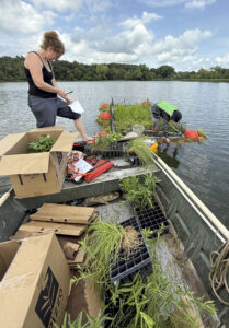 New floating wetlands in Lake Decatur aim to improve water quality while providing new habitats for wildlife – IPM Newsroom