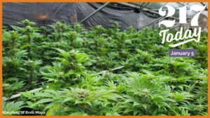 A green plant, hemp, grows inside of a facility