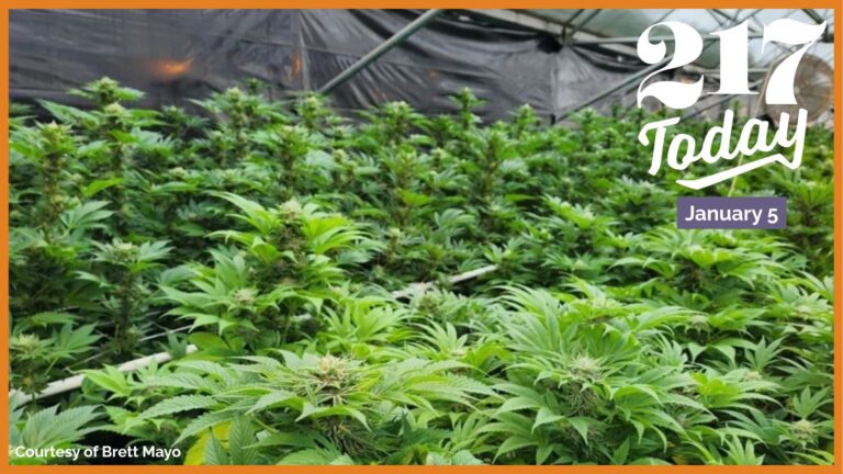 A green plant, hemp, grows inside of a facility