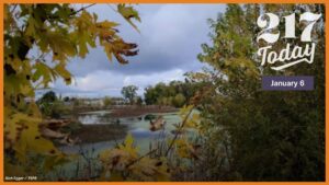 Trees and water in the wilderness.