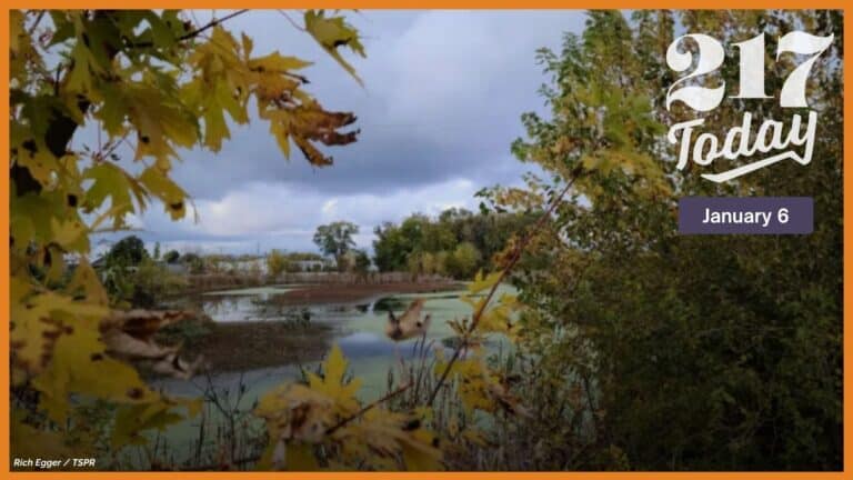 Trees and water in the wilderness.