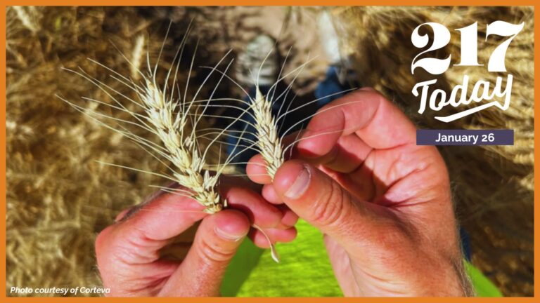 217 Today: The nation’s wheat belt has been wavering, but hybrid science may help bring it back