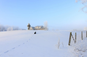 A dog is traveling toward a house in snow-covered ground with a blue sky in the background.