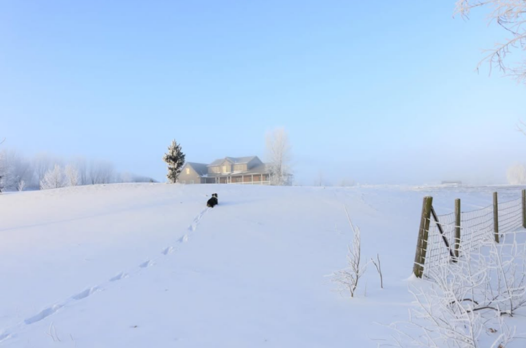 A dog is traveling toward a house in snow-covered ground with a blue sky in the background.