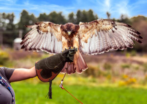 A bird of prey with its wings spread rests on an outstretched, gloved, human arm.