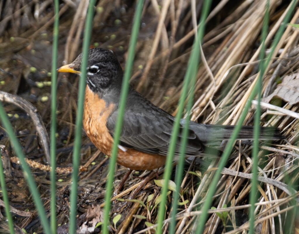 An American robin stands in grass.