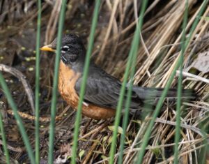 An American robin stands in grass.