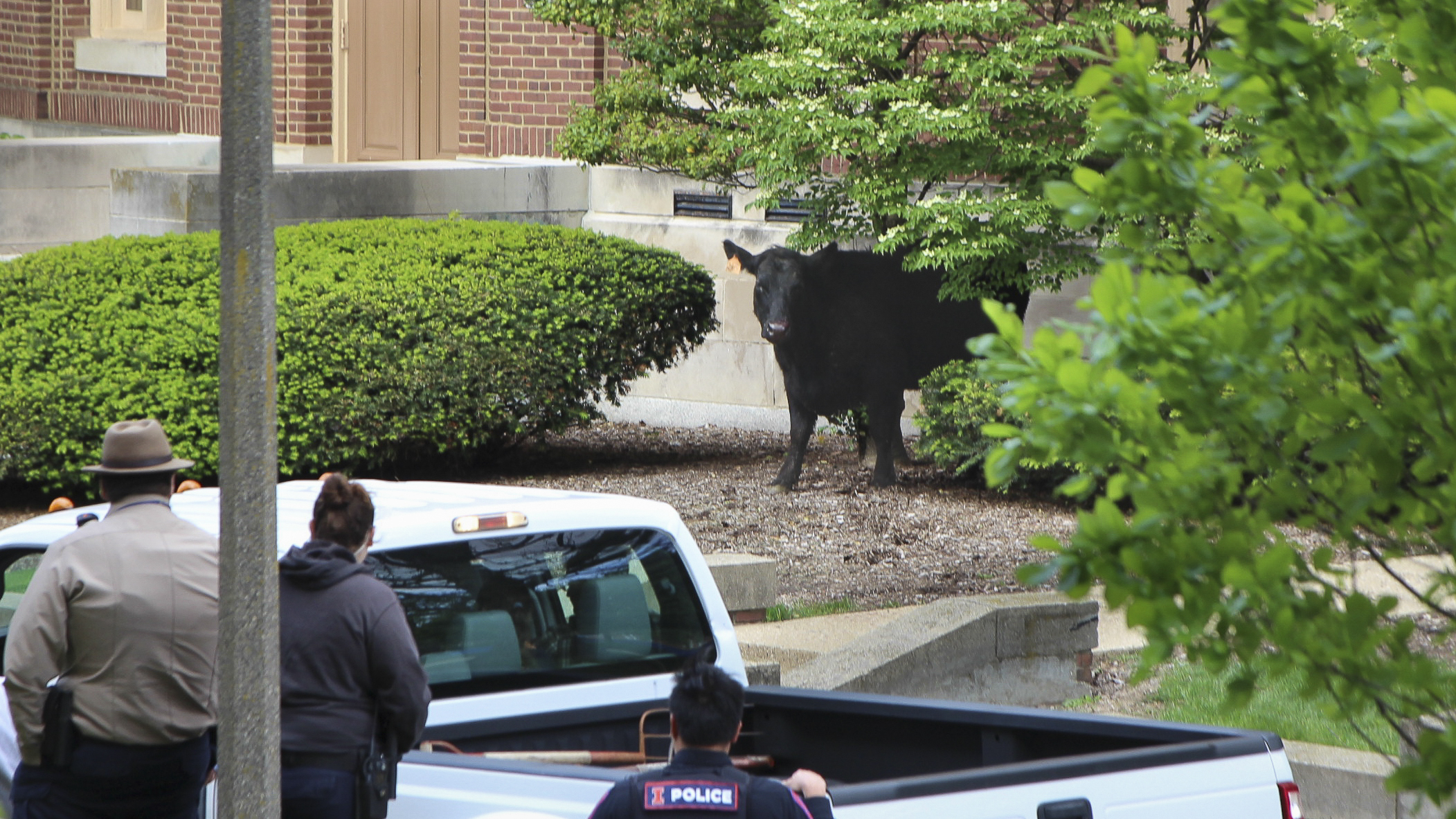A black cow stands behind a bush across a sidewalk from people watching it behind a work truck.