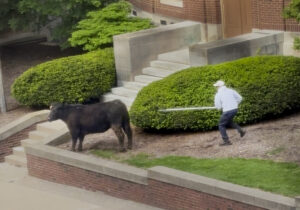 A man approaches a cow standing in a garden with a long prod.