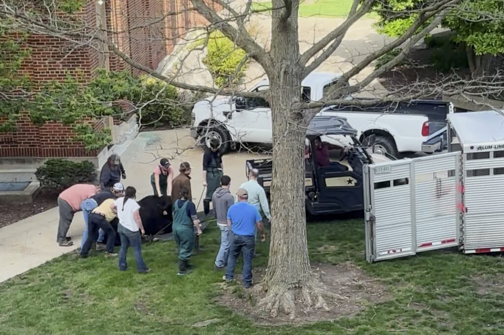 Several people usher a black cow into a long, silver trailer. A cart and a truck are parked nearby.