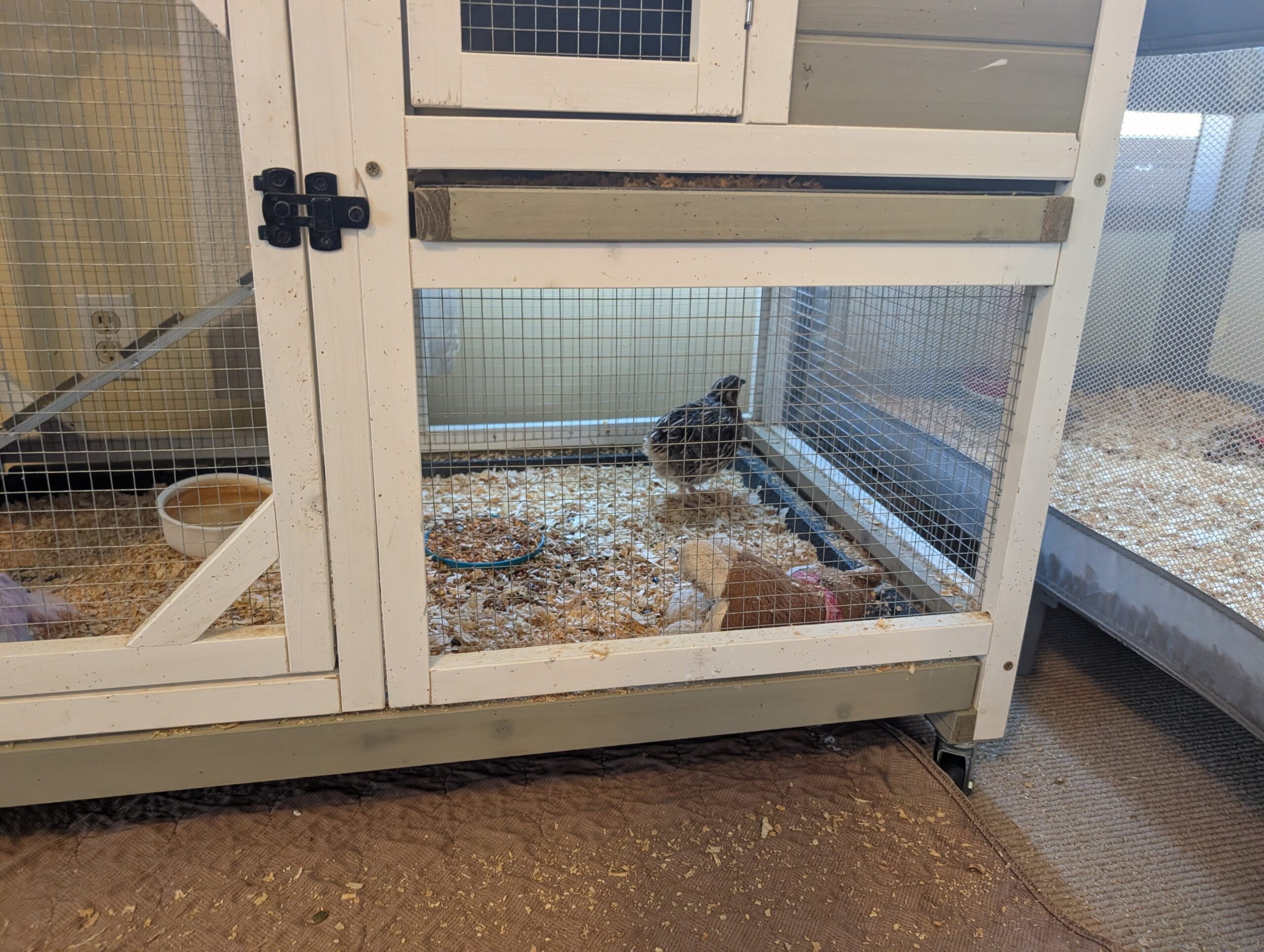 A quail stands in the bottom of a coop inside.