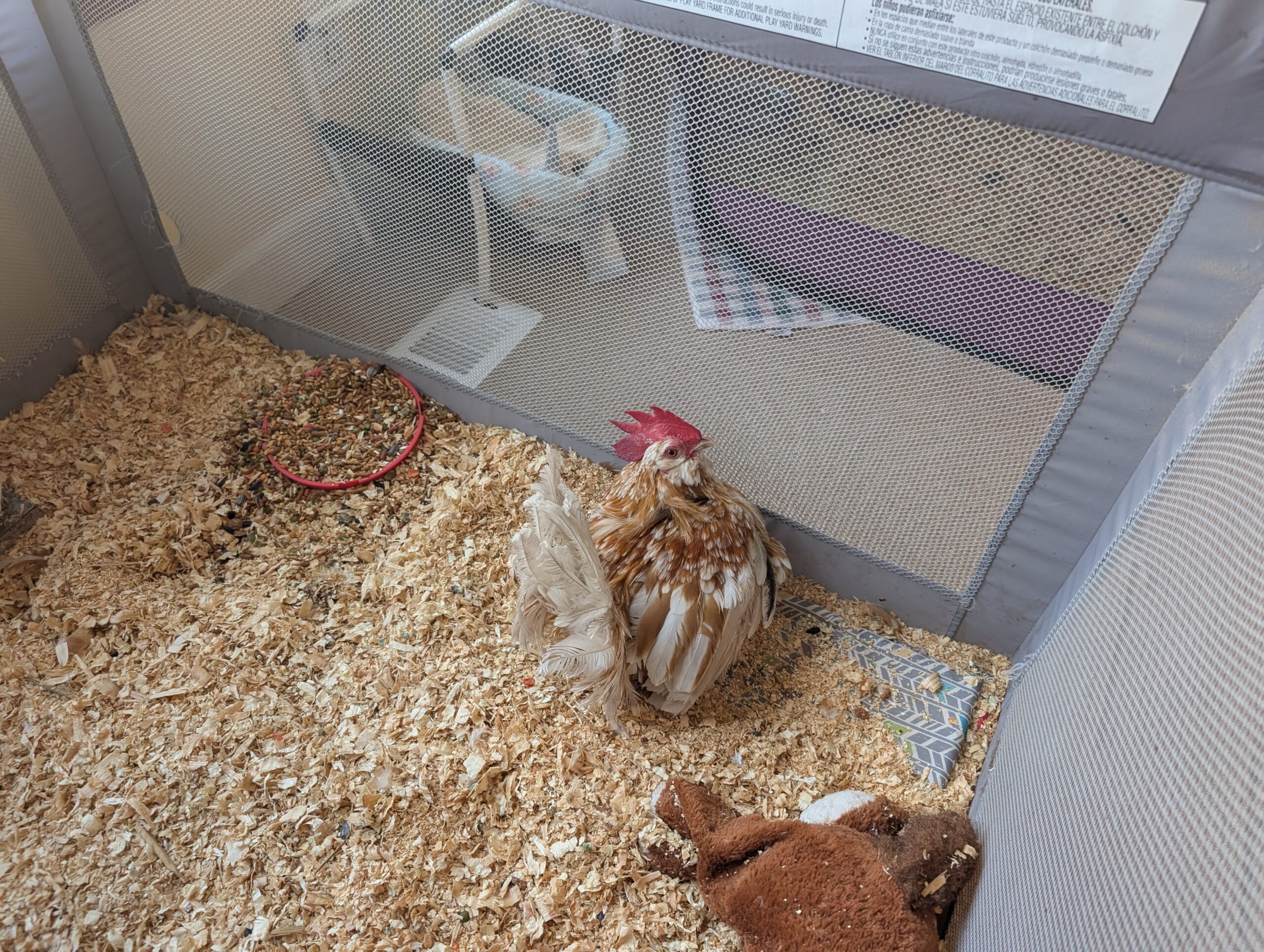 An orange rooster sits in a portable crib.