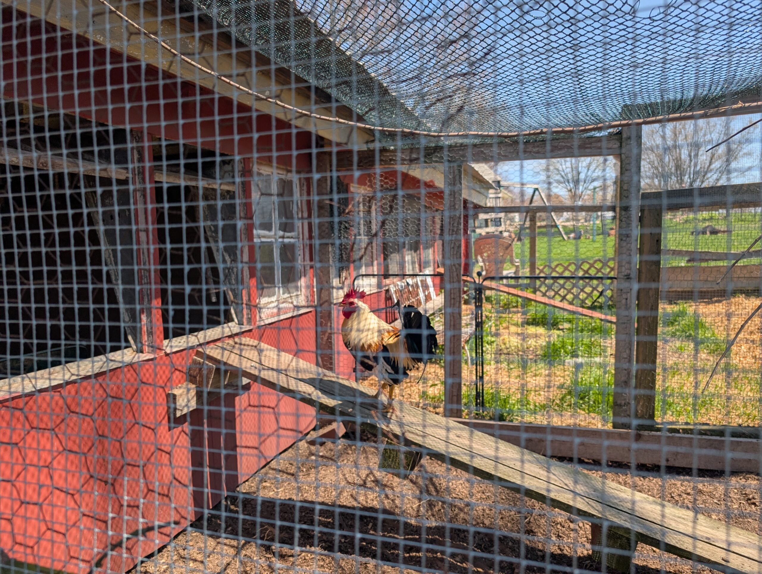 A rooster walks up a ramp in a coop toward a red barn.
