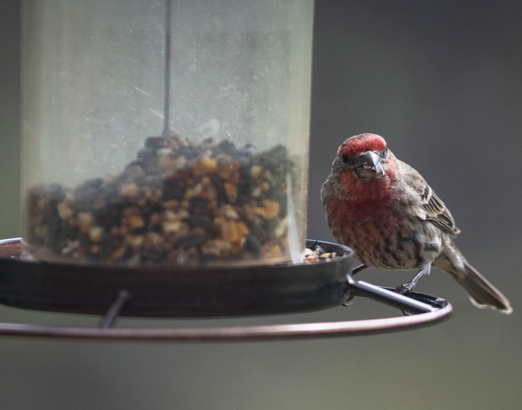 Bird populations are shrinking faster in agriculture hotspots ...