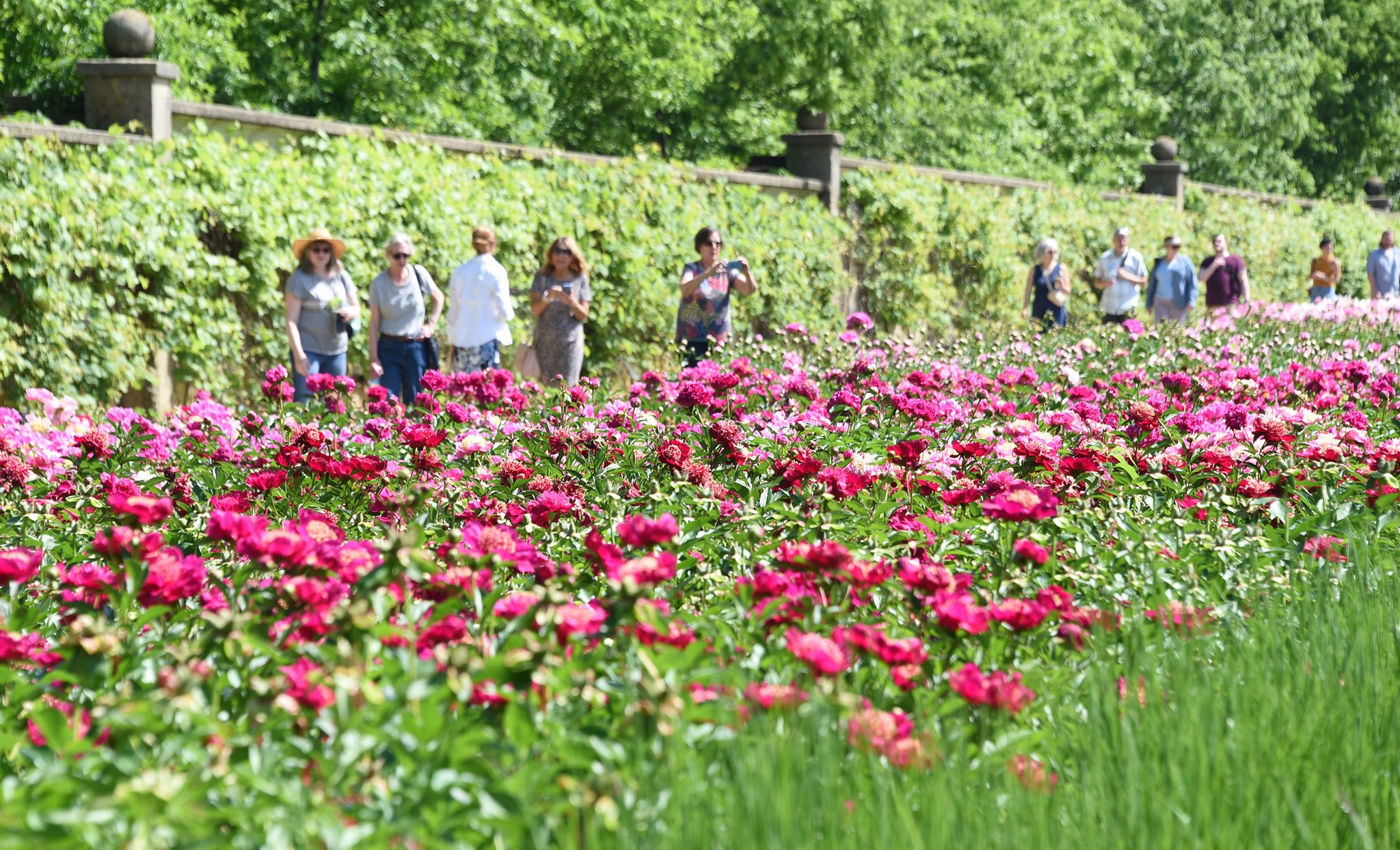 People walk through near flowers and take pictures.