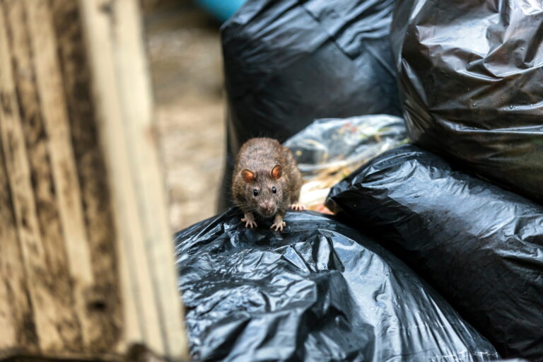 rats