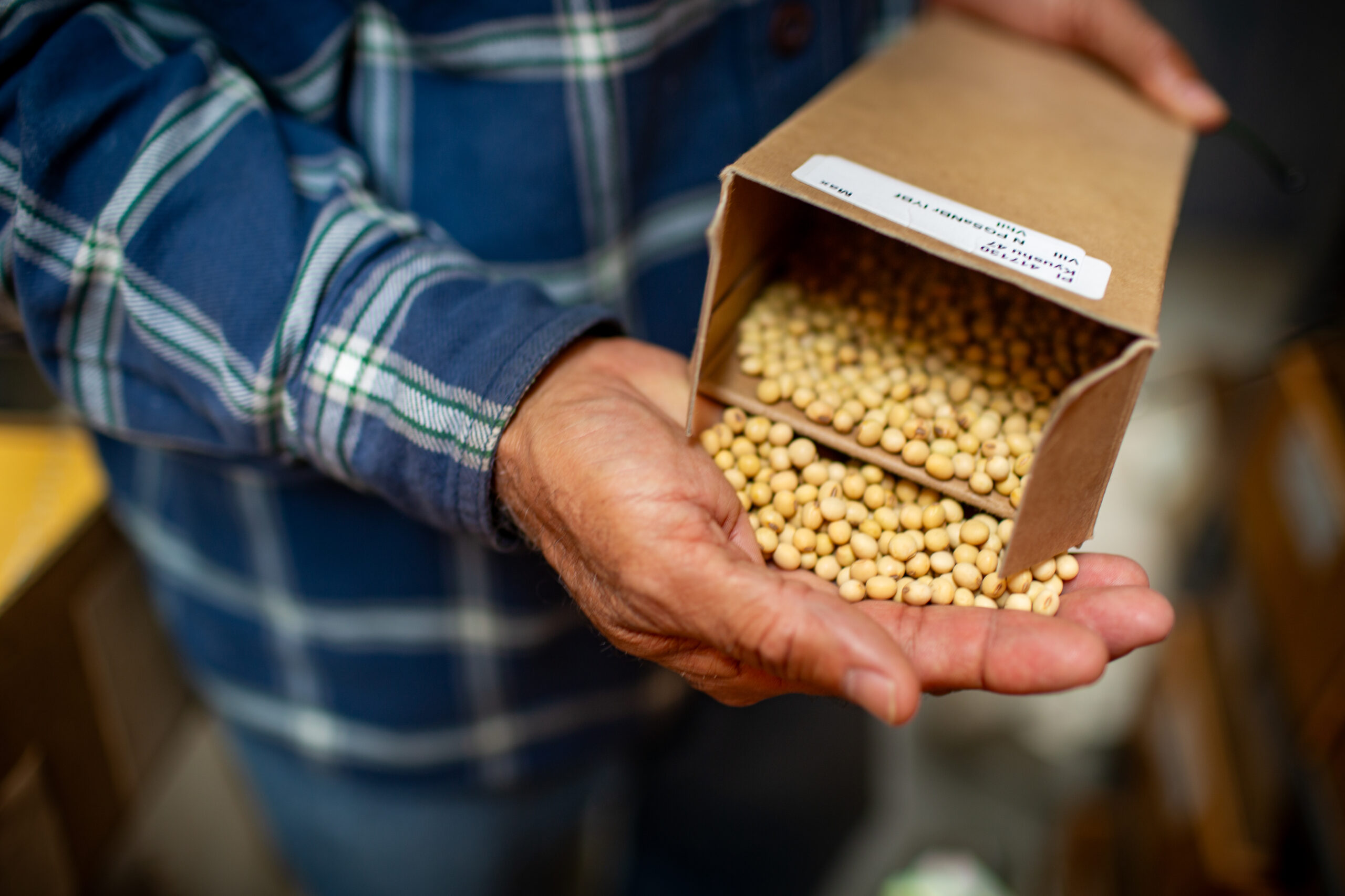 A person wearing a blue plaid shirt pours soybeans into their hand from a cardboard box.