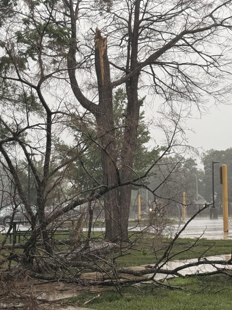 tree damage