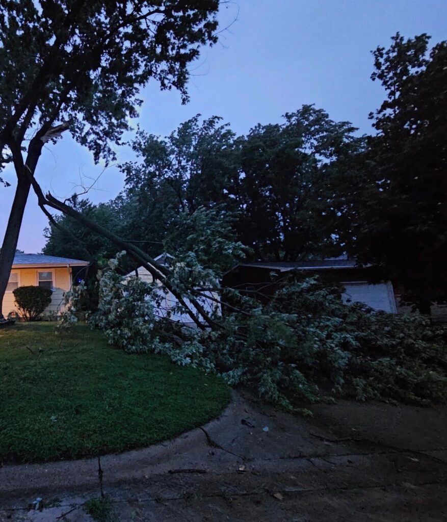 large tree branch lying across driveway