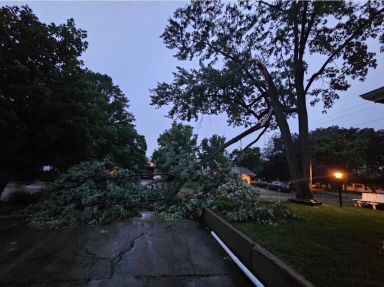 tree laying across road